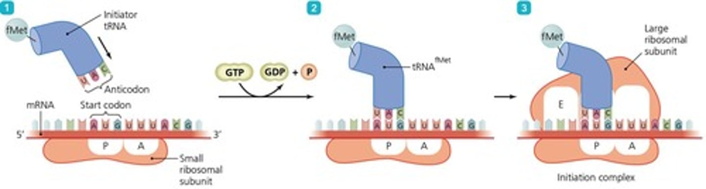 <p>The step where the small ribosomal subunit binds to mRNA and the initiator tRNA binds to AUG.</p>