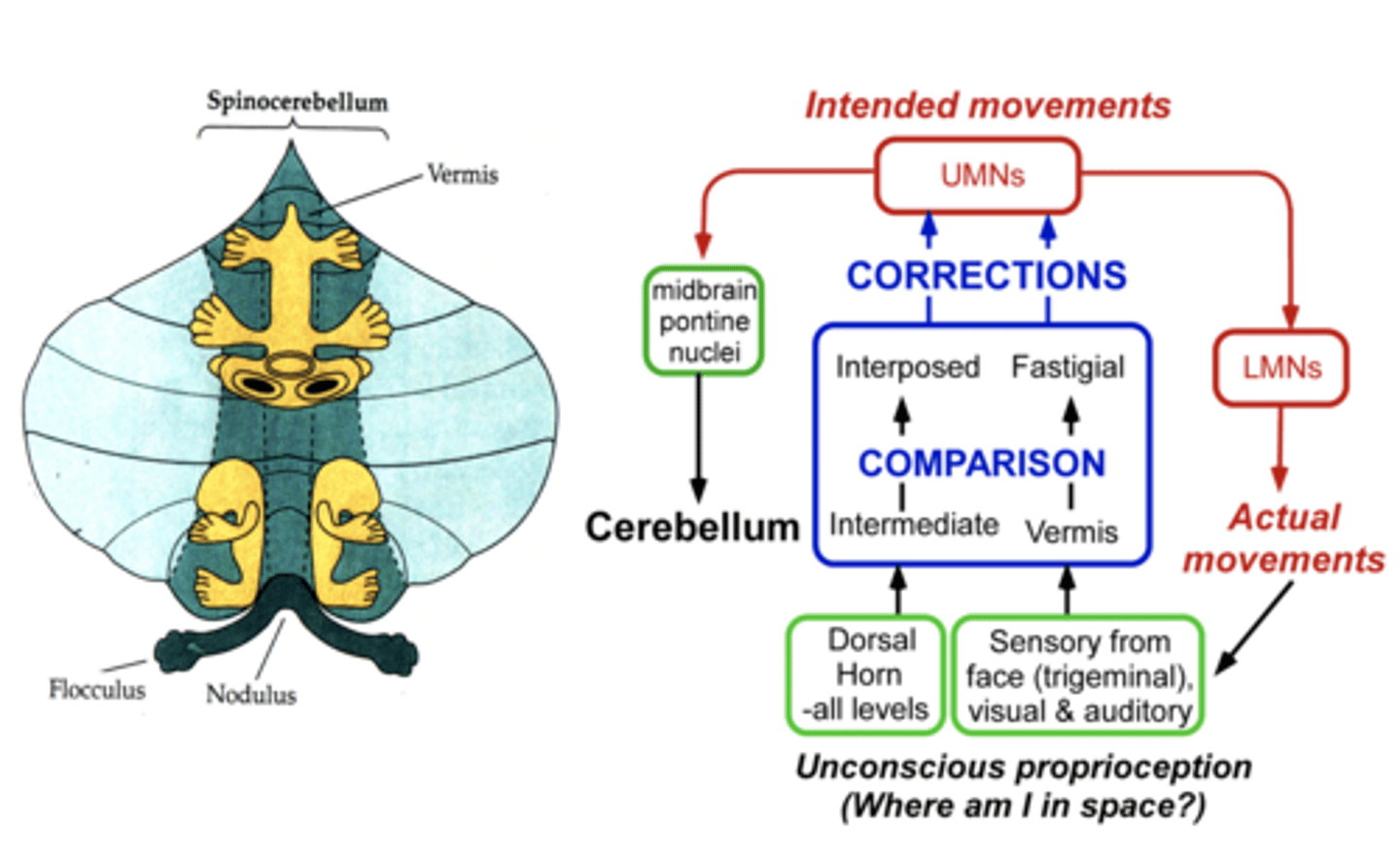 <p>Input from the cerebral cortex (program) and sensory inputs (environmental cues)</p><p>Output to the UMNs of the brainstem (red, reticular, vestibular) which communicate with LMNs through extrapyramidal pathways</p>