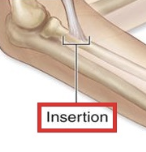 <p>the end of the muscle that is attached to a mobile section of bone</p>