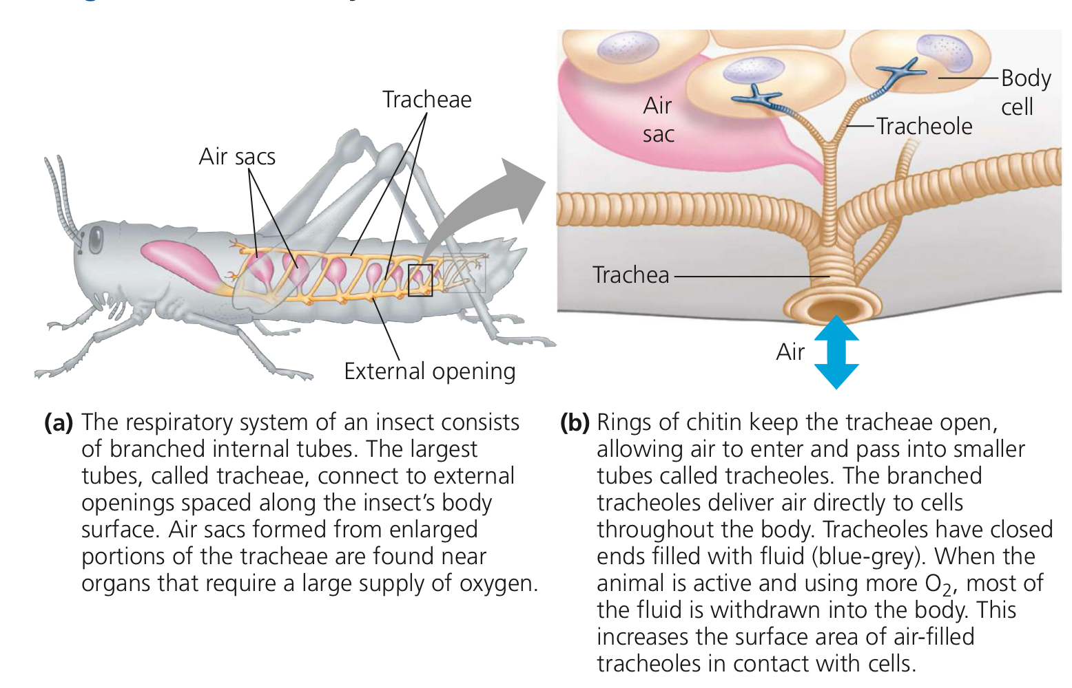 <p>They have a tracheal system, wherein: There is an external opening called a spiracle, directly connected to a trachea. The trachea that branches off into tracheoles, which deliver air directly to cells throughout the body. They do not only have one trachea, they have multiple—tracheae. Breathing occurs through muscular expansion and relaxation of abdomen.</p>