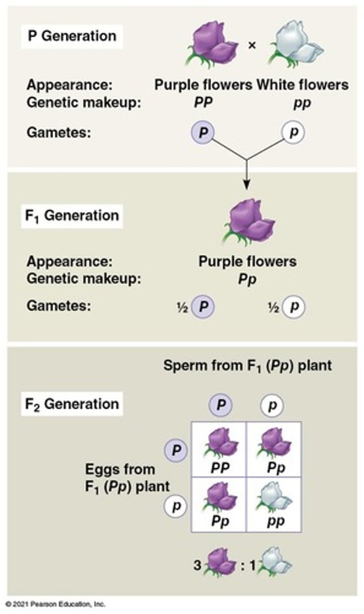 <p>Tool to predict genotype and phenotype ratios.</p>