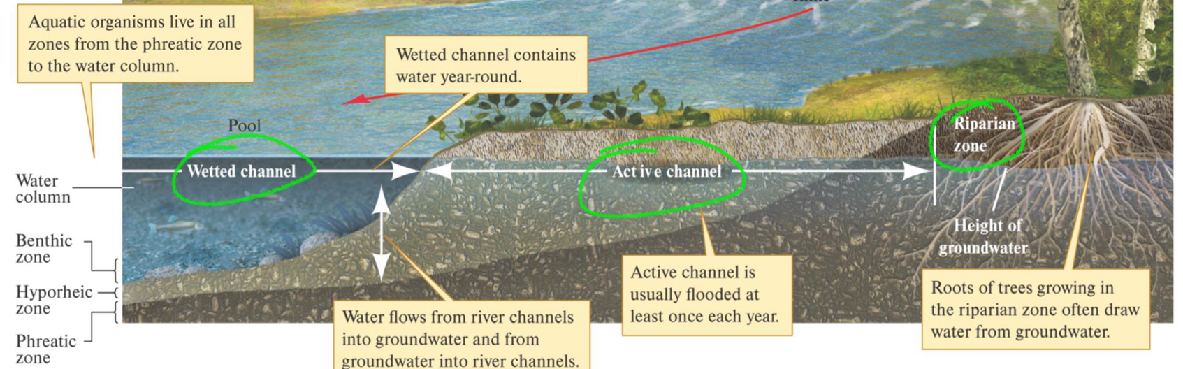<p>Furthest from shore</p><ol><li><p>Wetted channel</p><ul><li><p>Permanently has water</p></li></ul></li><li><p>Active channel</p><ul><li><p>Has water at certain times of the year</p></li></ul></li><li><p>Riparian Zone</p><ul><li><p>Transition between water + land</p></li></ul></li></ol><p>Closest to shore</p>