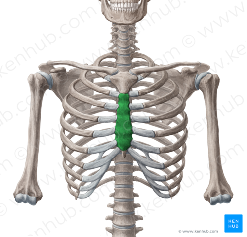 <p>rintalastan runko</p>