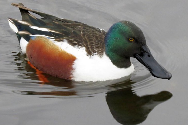 <p>zařaď živočicha do systému</p><p>Třída - řád - čeleď - druh čeština (latina)</p>