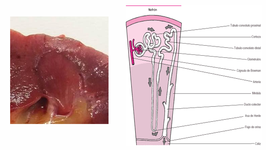 <p>Es la unidad funcional del riñón</p><p>Part cortical (glomèruls, túbuls contornejats proximals i distals, túbuls connectors, part proximal dels col·lectors).</p><p>Part medul·lar (nansa de Henle, Túbuls col·lectors –Bellini-)</p><p>Està formada per: </p><ul><li><p>CORPÚSCUL de MALPIGHI (GLOMÈRUL+CÀPSULA DE BOWMAN) </p></li><li><p>SISTEMA TUBULAR CORTICAL I MEDULAR</p></li></ul><p></p>