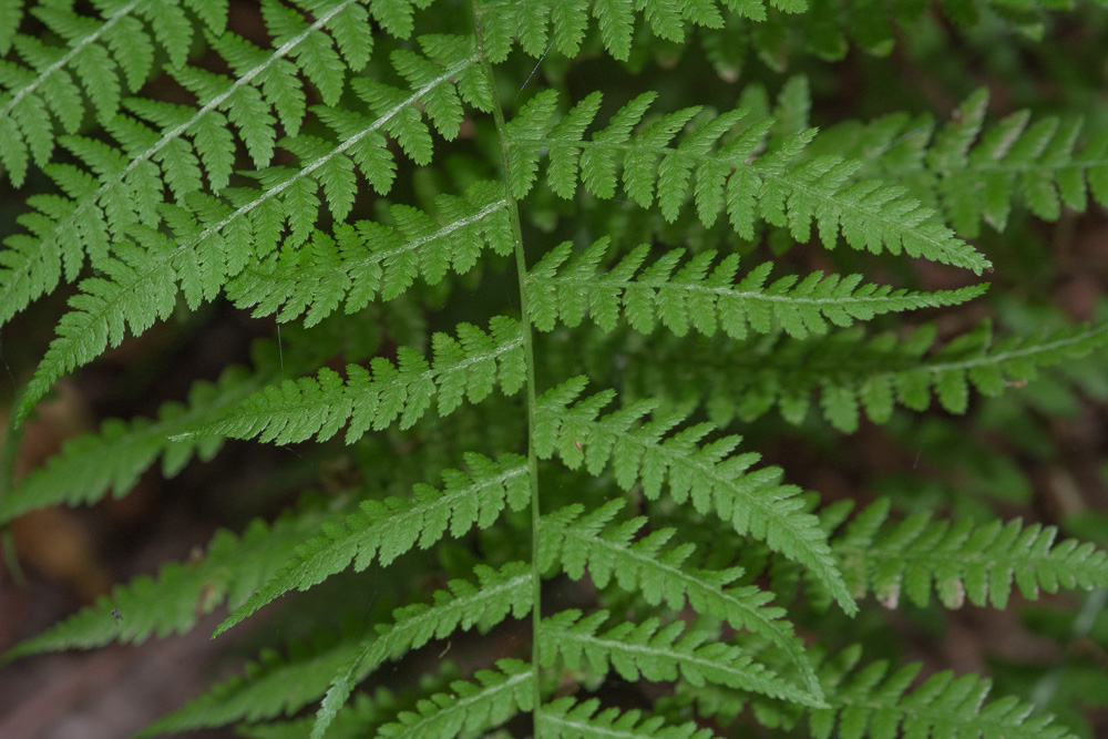 <p>Athyrium filix-femina</p>