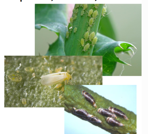 <p>Name the suborder</p>