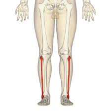 <p>what is the anatomical name for this part?</p>