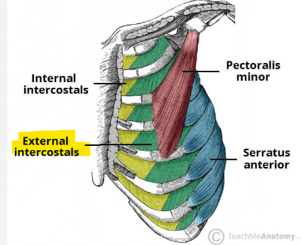 <p>L: w/in rib cage and most superficial; going diff. direction than other intercostals</p><p>A = <strong>synergist</strong> to diaphragm; lifts ribcage for inhalation</p>