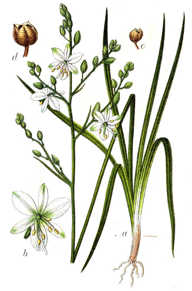 <p><em>Anthericaceae -</em> bělozářkovité</p><p><em>Anthericum liliago -</em> bělozářka liliovitá</p>