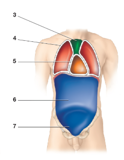 <p>What cavity is image 6</p>