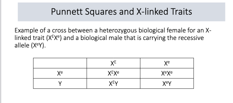 <ul><li><p>Biological females have the genotype XX. So a female carries two alleles for an X-linked gene. (XE XE, XE Xe, Xe Xe)</p></li><li><p>Biological males have the genotype XY. So a male carries one allele for an X-linked gene (XE Y, Xe Y)</p></li><li><p>This means that males can exhibit the recessive phenotype if they carry just one recessive allele.</p></li></ul><p></p>