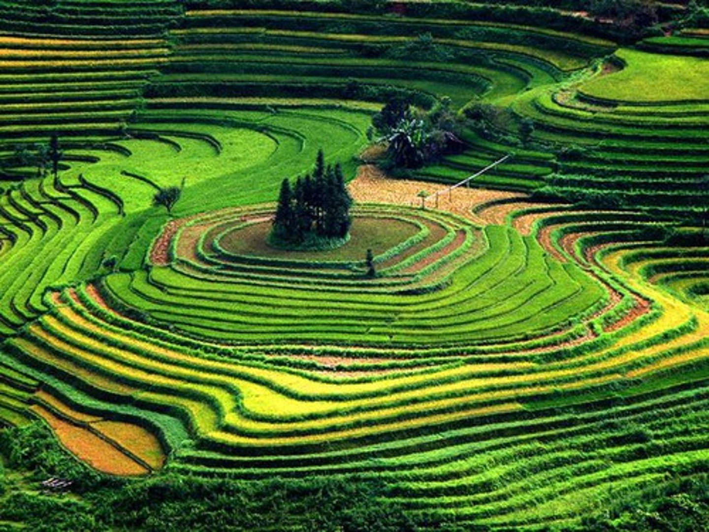 <p>(n): ruộng bậc thang</p>