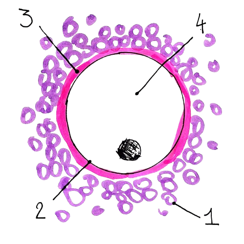 <p>Benoem de onderdelen: 3</p>