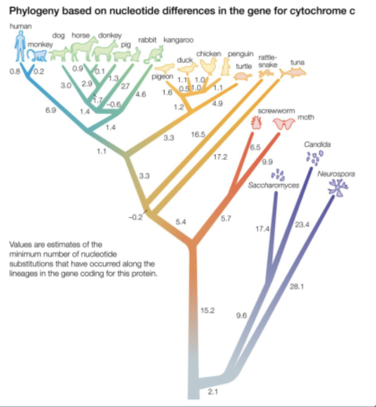 <ul><li><p>molecular similarities (similar DNA/proteins) provide evidence for the shared ancestry (common ancestor)</p></li><li><p>comparisons of DNA sequences can show how closely related or different two species are </p></li></ul><p></p>