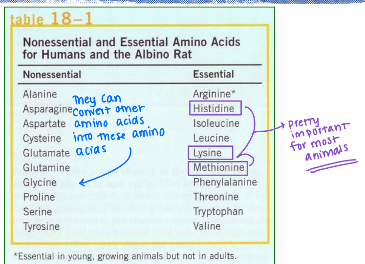 <p><strong>Biologically Essential Amino Acids</strong> → <strong><u>all have biological functions in the body:</u></strong> some of them are <span style="color: green;"><strong>________ because the does not produce enough to meet the requirements </strong></span></p>