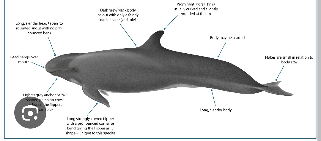 <p class="has-focus">Delphinidae family</p><p class="has-focus">They eat fish commonly caught and consumed by humans, such as ahi (tuna), ono (wahoo) and kajiki (swordfish or marlin). They frequently share food, often saving the best parts of the fish for the oldest individuals.</p><p class="has-focus">large, dark gray to black with a slender, torpedo-shaped body and a rounded head without a beak. They are known for their distinctive, S-shaped pectoral fins with a central hump</p>