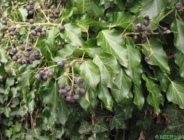 <p><span>břečťan popínavý</span></p>