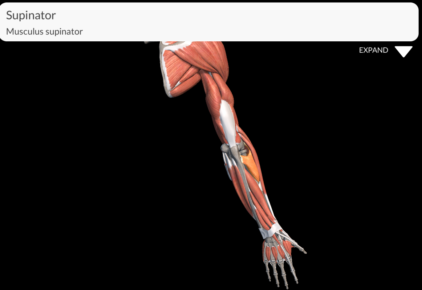 <p>Supinator Muscle:</p>