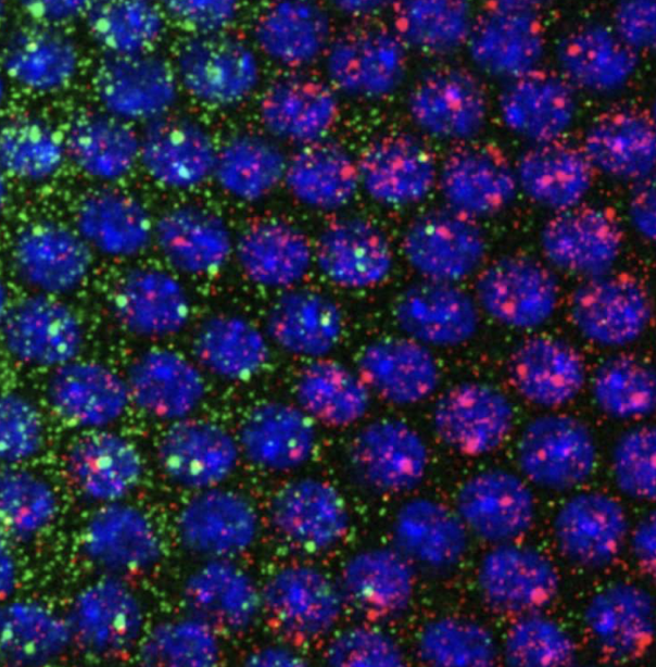 <p>molecules are fluorescent and complementary to mRNA to track how much is expressed - green is the transcript from one gene, and red is a different, with blue being a single nuclei.</p>