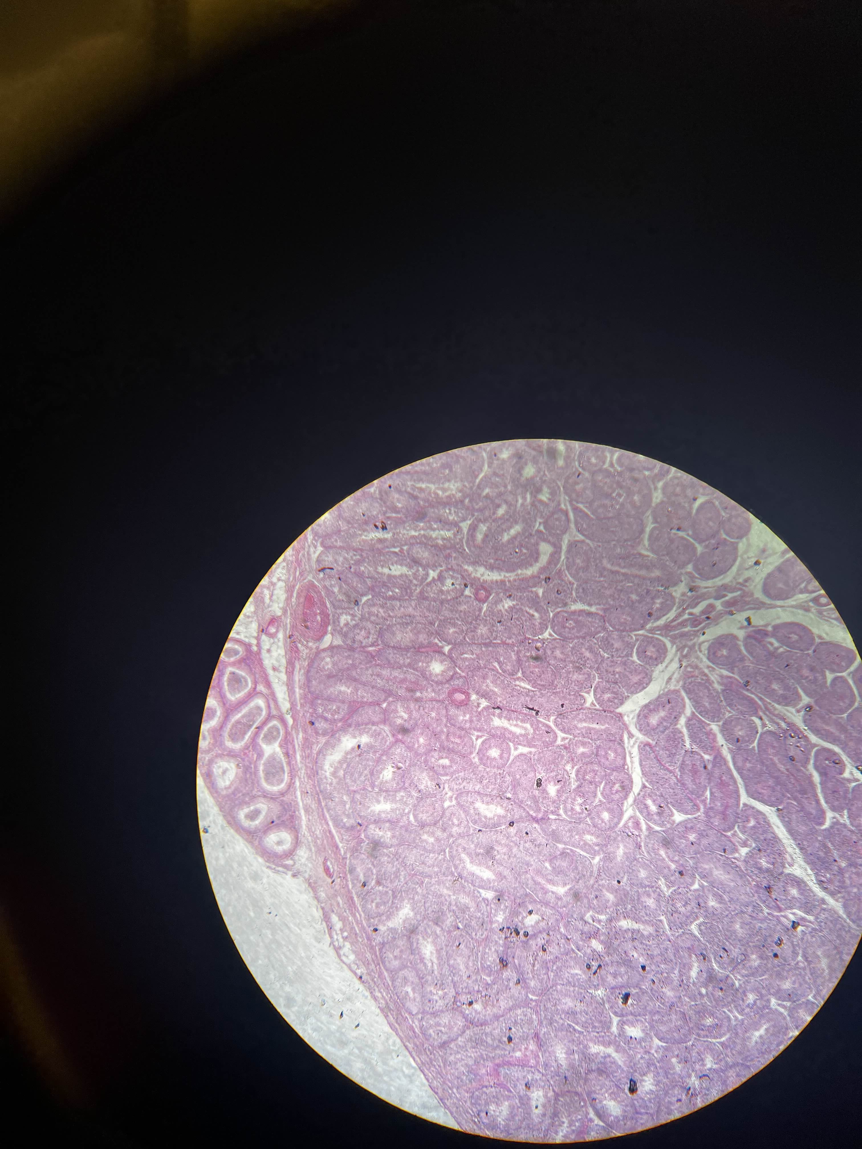 <p>What tissue is this</p>