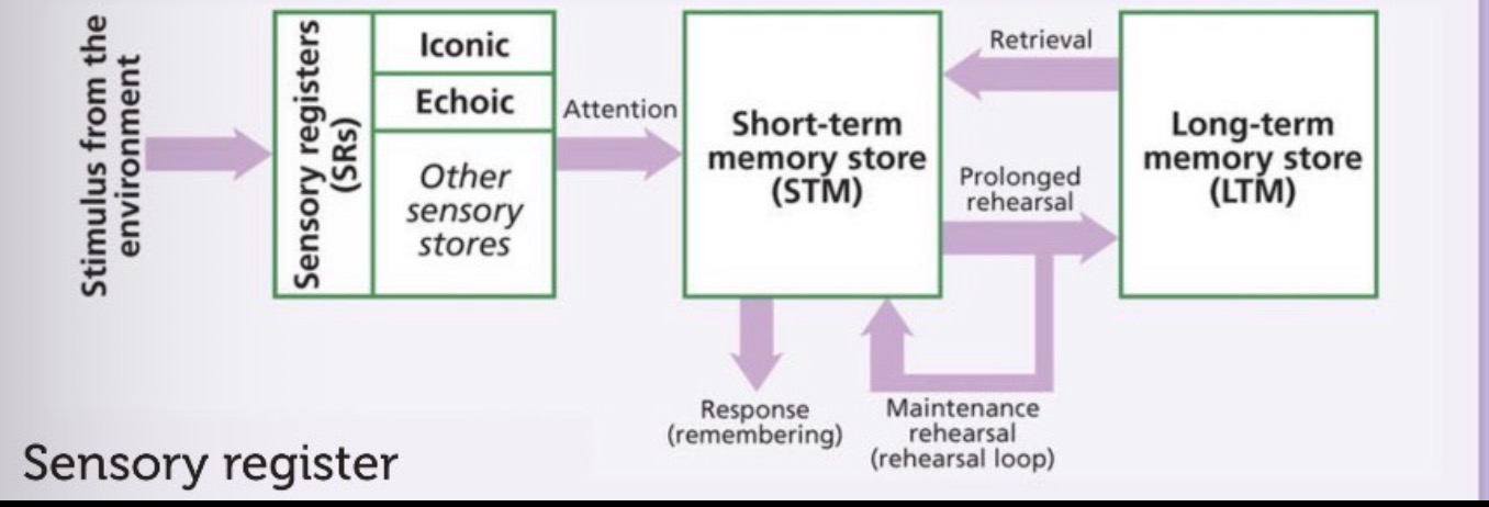 <p>How information flows the the memory</p>