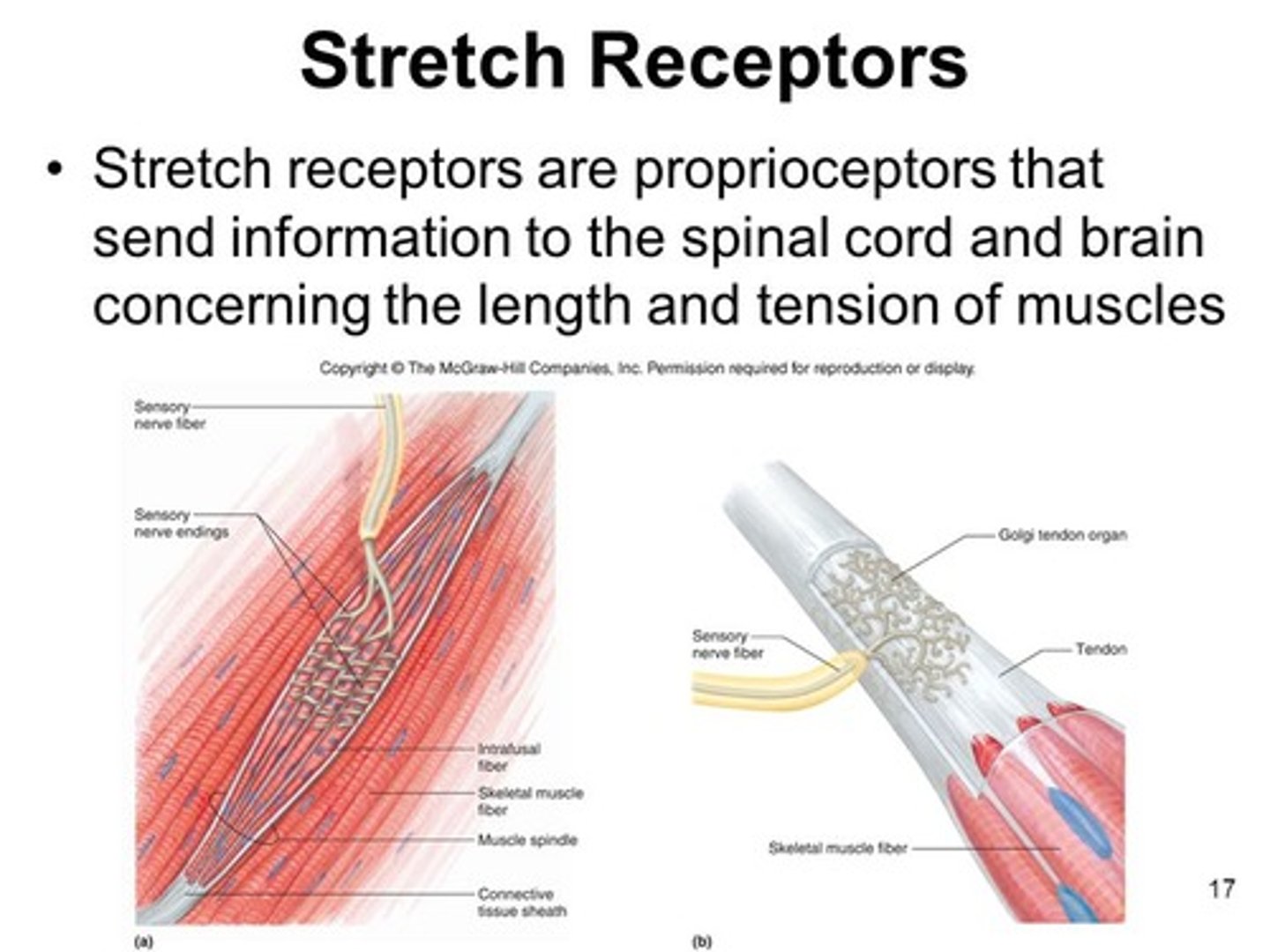 <p>(A) Position</p><p>Mechanoreceptors for position (stretch receptors) are located within muscles.</p>