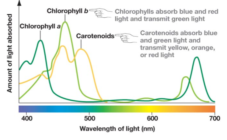 <p>Because they absorb every other color of wavelength aside from green, which is reflected.</p>