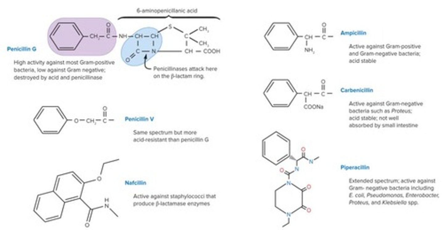<p>First true antibiotic discovered by Alexander Fleming.</p>