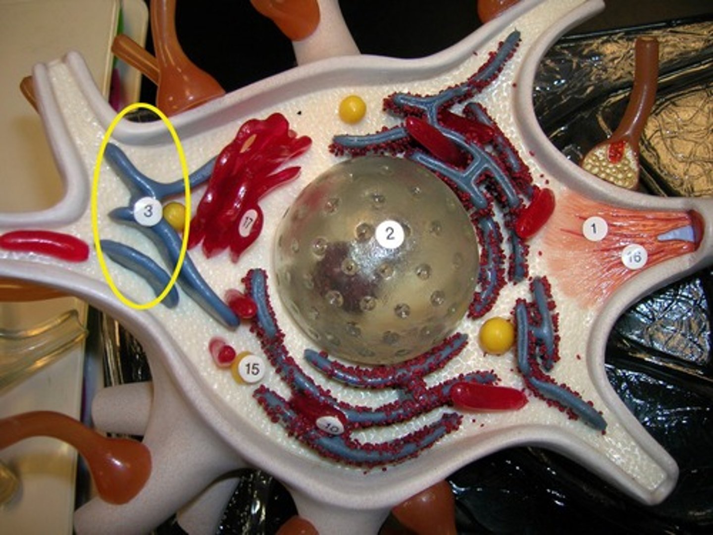 knowt flashcard image