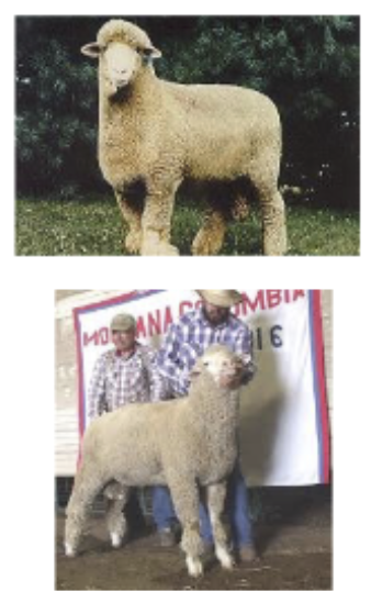 <p>First breed developed in US, Lincoln&amp;Rambouillet</p>