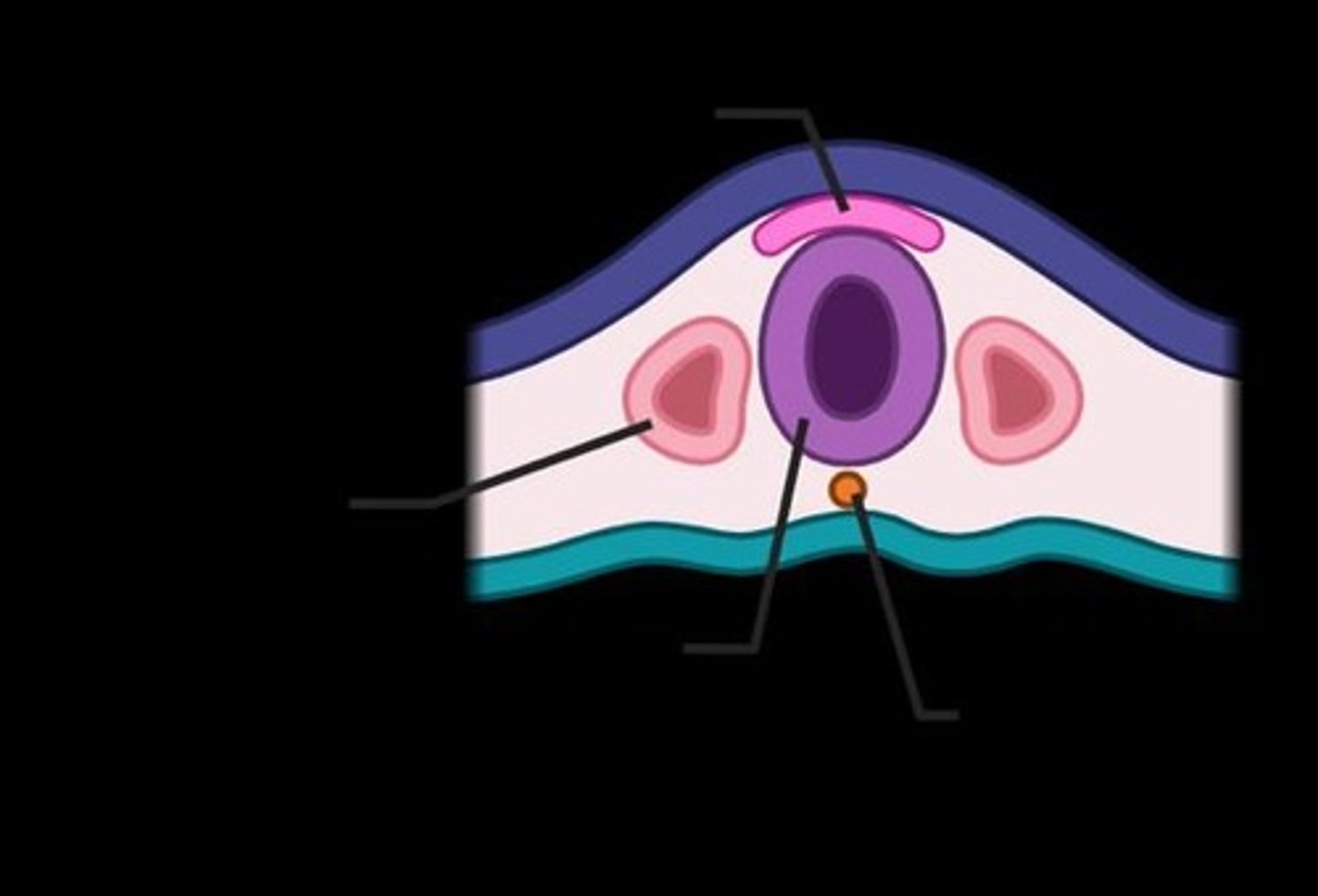 <p>The increase in myelin, which is substantial in the first year of life and is highly plastic.</p>