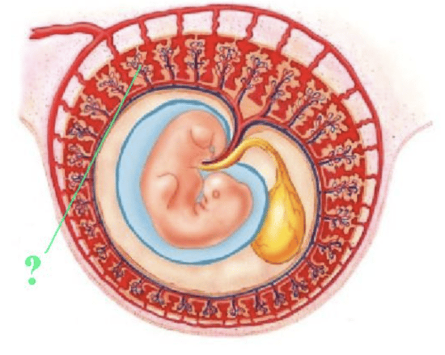 <p>chorionic villus</p>