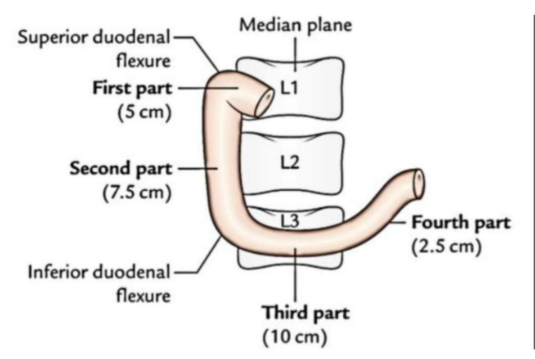 <ul><li><p>First part of small intestine — C-shaped structure, adjacent to head of pancreas, 20-25cm length, above head of umbilicus</p></li><li><p>Lumen is widest of all small intestine and it is retroperitoneal, except its beginning — connected to liver via hepatoduodenal ligament (part of lesser omentum)</p></li></ul><p>Can be divided into 4 parts —</p><ul><li><p>Superior (spinal level L1) — </p><ul><li><p>Ascends upwards from pylorus of stomach, connected to liver via hepatoduodenal ligament — most common site f duodenal ulceration</p></li><li><p>The initial 3 cm of superior duodenum is covered both anteriorly &amp; posteiorly by visceral peritoneam, with the remainder retroperitoneal (only covered anteriorly)  </p></li></ul></li><li><p>Descending (L1-L3) —</p><ul><li><p>Curves inferiorly around head of pancreas, lying posteriorly to transverse colon &amp; anterior to right kidney</p></li><li><p>Internlly marked by major duodenal papilla — where bile &amp; pancreatic secretions enter from ampulla of Vater </p></li></ul></li><li><p>Inferior (L3) —</p><ul><li><p>Travels laterally to the left, crossing over inferior vena cava &amp; abdominal aorta — inferiorly to the pancreas &amp; posteriorly to superior mesenteric artery/vein </p></li></ul></li><li><p>Ascending (L3-L2) —</p><ul><li><p>After crossing aorta, it ascends &amp; curves anteriorly to join jejunum at a sharp turn — duodenojejunal flexure</p></li><li><p>Located at duodenojejunal junction — suspensory muscle of duodenum</p><ul><li><p>Widens angle of flexure &amp; aids movement of intestinal contents into jejunum </p></li></ul></li></ul></li></ul>