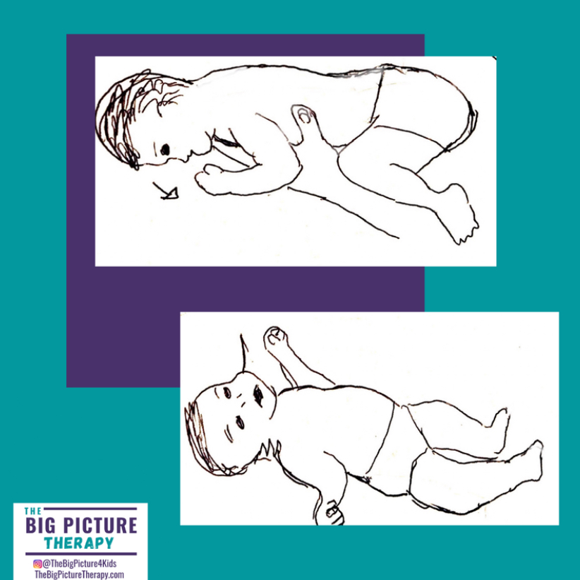 <p><strong>Neonatal Infant Reflex: </strong>Tonic Labyrinth Reflex (Integration: ~6 mo.; Onset: Birth)</p>