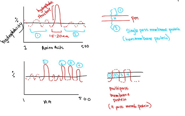<p>Used to identify hydrophobic alpa-helices (15-20 amino acids) in integral proteins</p>