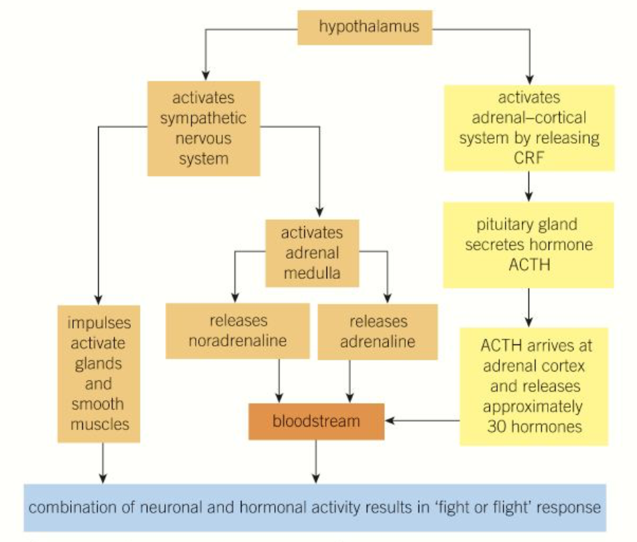 <p>A stimulus is detected, causing the <strong>hypothalamus</strong> to activate the <strong>sympathetic nervous system and the adrenal-cortical system</strong> (by releasing CRF, cortisol releasing hormone):</p><ul><li><p>The sympathetic nervous system sends impulses to activate <strong>glands and smooth muscles</strong>, and activated the adrenal <strong>medulla</strong> to release <strong>adrenaline and noradrenaline</strong> into the blood stream </p></li><li><p>The adrenal-cortical system stimulates the <strong>pituitary</strong> to release <strong>ACTH</strong>, which reaches the adrenal <strong>cortex</strong> and causes <strong>30 different hormones</strong> to be released</p></li></ul><p></p>