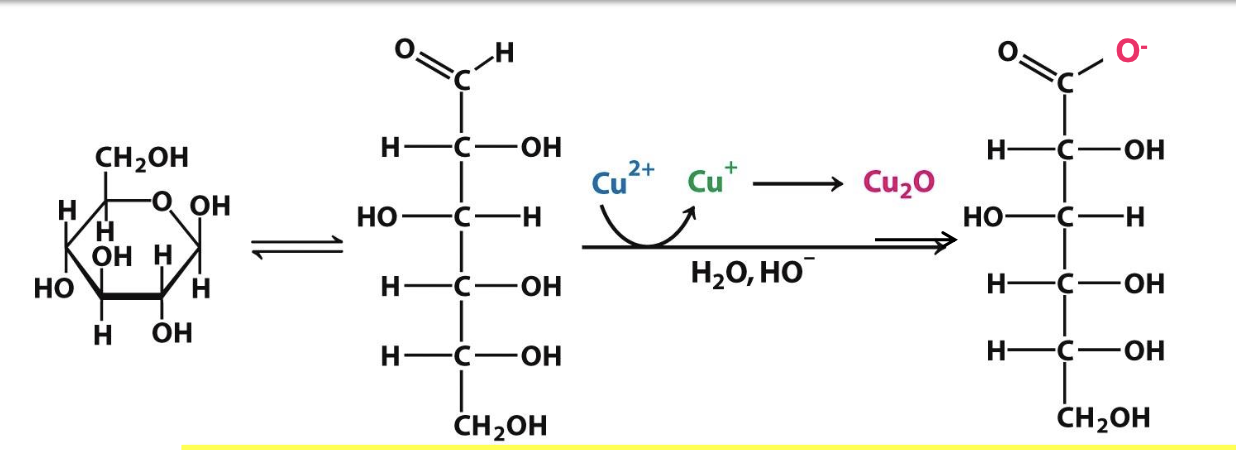 <p>A sugar capable of acting as a reducing agent due to a free aldehyde/ketone → can react w/ oxidizing agents</p><p>All monosaccharides are reducing sugars, while only some disaccharides are, depending on the glycosidic linkage <strong>(able to adopt a linear structure in solution)</strong></p>