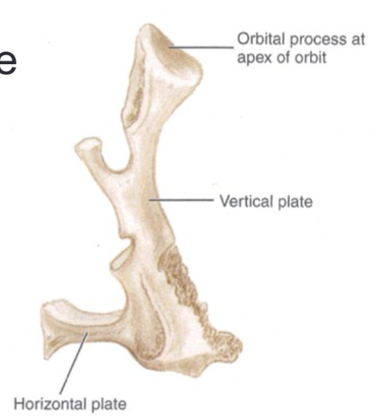 <p>has a palatine (horizontal) plate </p><p>tuberosity </p><p>nasal (vertical) plate </p><p>orbital process </p>
