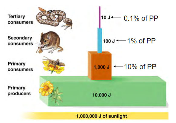 <p>amount of energy at one trophic level divided by the amount of energy at the trophic level immediately below it</p><p>= % of production (primary or secondary) transferred to the next trophic level</p><p>most is not or cannot be consumed or is lost through respiration, feces, heat, etc.</p><p>incorporates consumption efficiency, assimilation efficiency, and production efficiency</p><p>~10% on average (range is 5-20%)</p><p>90% of nutrients and chemical energy is NOT transferred to the next trophic level</p>