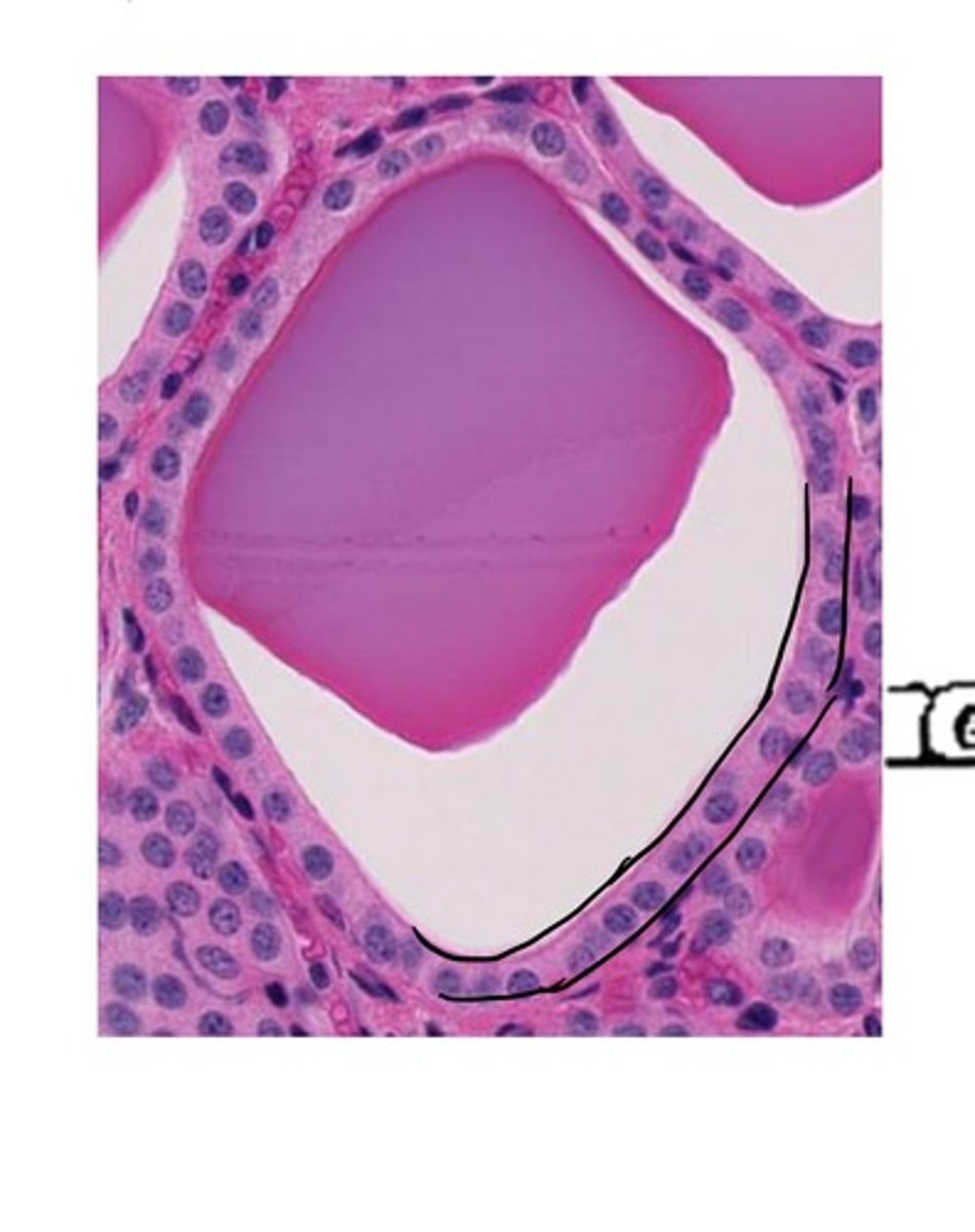 <p>one layer of cuboidal cells</p><p>Typical locations: follicles of thyroid gland, kidney tubules, some sweat glands, and duct systems</p>