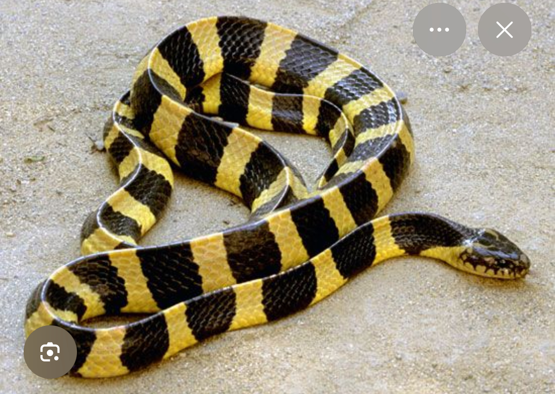 <p>Kraits</p>