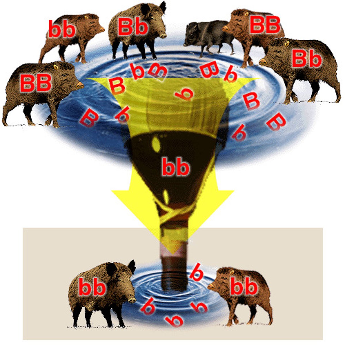 <p>(D) Bottleneck Effect</p><p>This is an example of the bottleneck effect because there was an external factor (hunting) leading to a smaller population size of seals thus leading to a change in frequency of genotypes.</p>