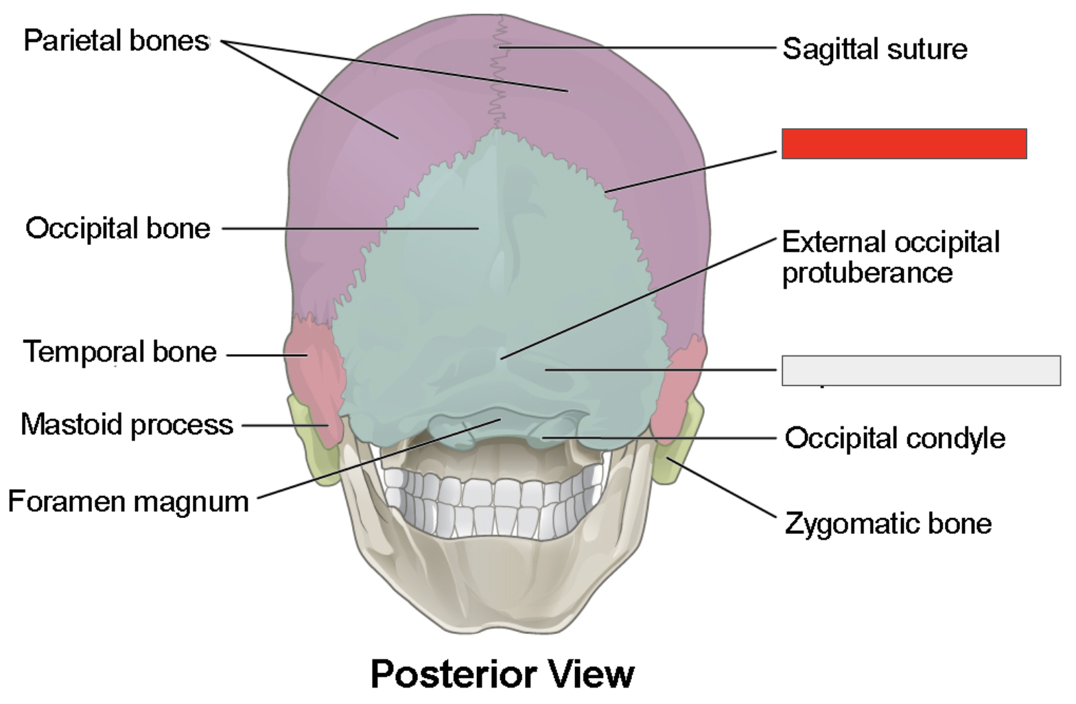 <p>Name the covered bones</p>