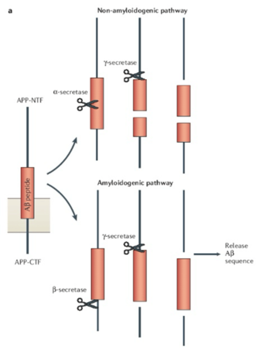<p>APP undergoing post-translational processing</p><p>Mutations can be either non-amyloidogenic or amyloidogenic</p>
