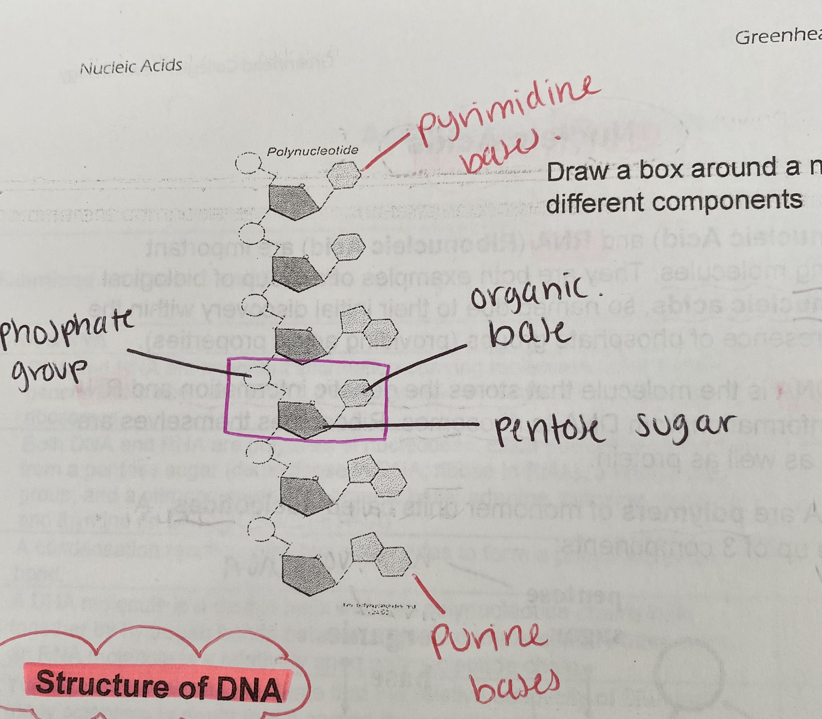 <ul><li><p>monomers that join to form <strong>polynucleotide</strong> strands</p></li><li><p>chain held together because phosphate group is linked to the sugar of the next nucleotide by strong covalent bonds</p></li></ul><p></p>