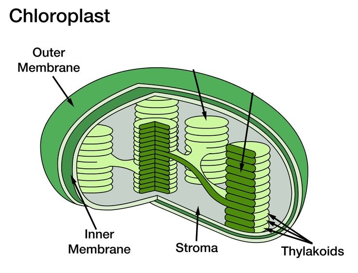 <p>Thylakoids</p><p>Double bilayer membrane</p><p>Stroma</p>