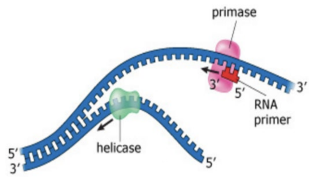 <ul><li><p><strong>Primase</strong> attaches to the unwound chain and <strong>catalyses</strong> the synthesis of<strong> RNA primer</strong></p></li><li><p>Provides free <strong>3’ OH end</strong>s for <strong>DNA Polymerase III</strong></p></li></ul><p></p>