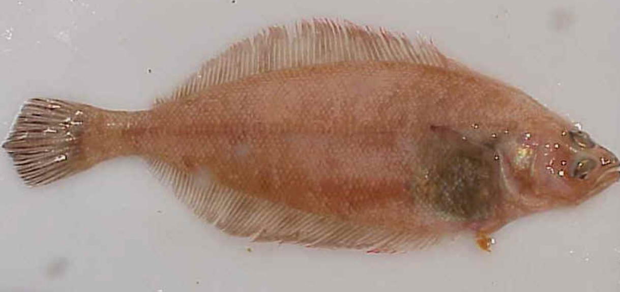 <p>Dextral flatfish with a skinny elongated body and a hook on its jaw</p>