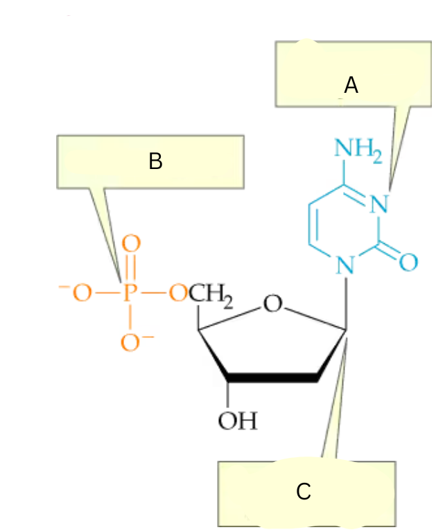 <p>ID part C of this molecule?</p>